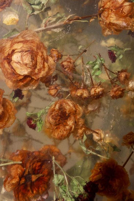 Dried roses preserved in resin